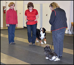 Lakeshore best sale dog training